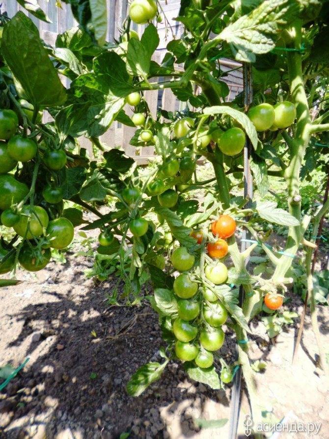 Семена томат киш-миш оранжевый f1: описание сорта, фото