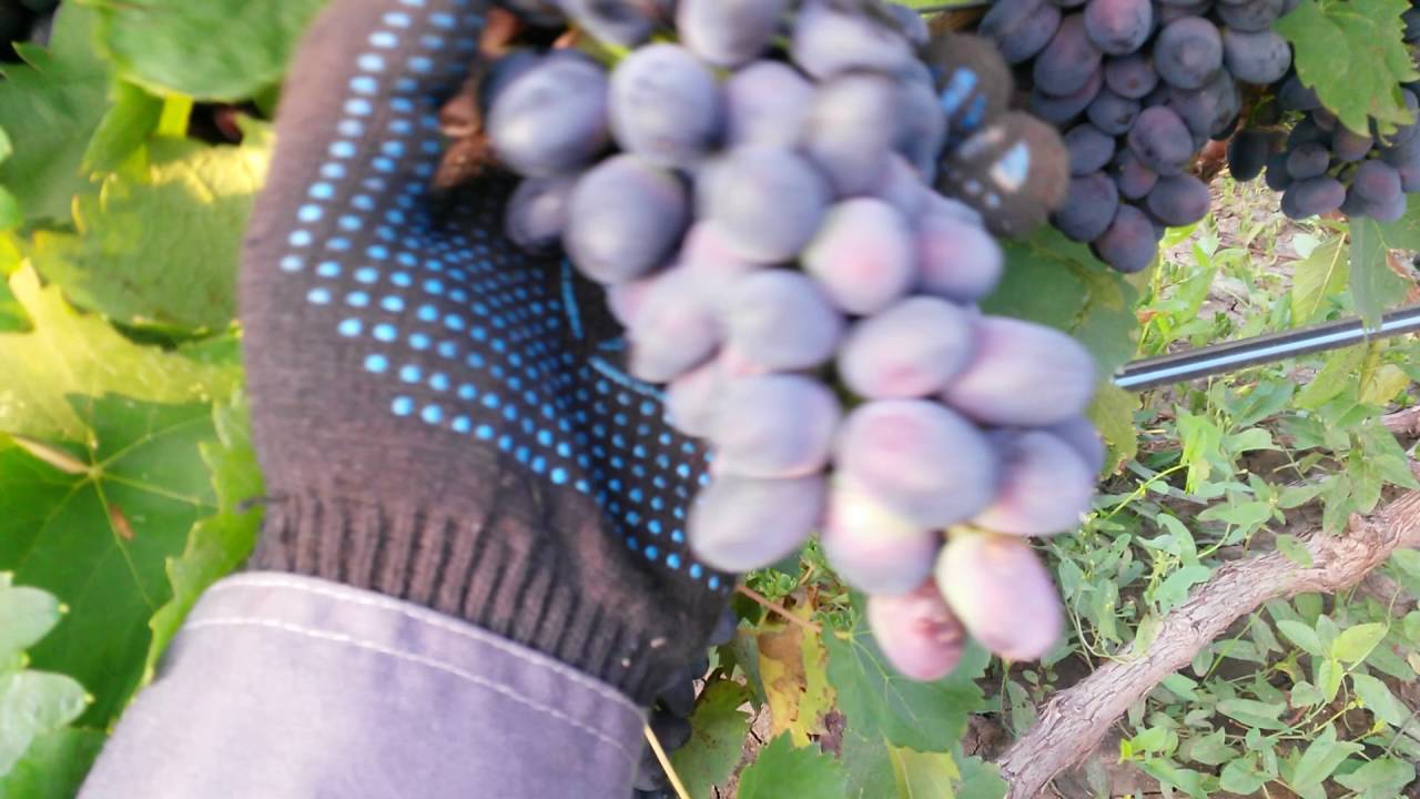 Всё о сорте винограда «страшенский» от особенностей выращивания до фото и отзывов о нём