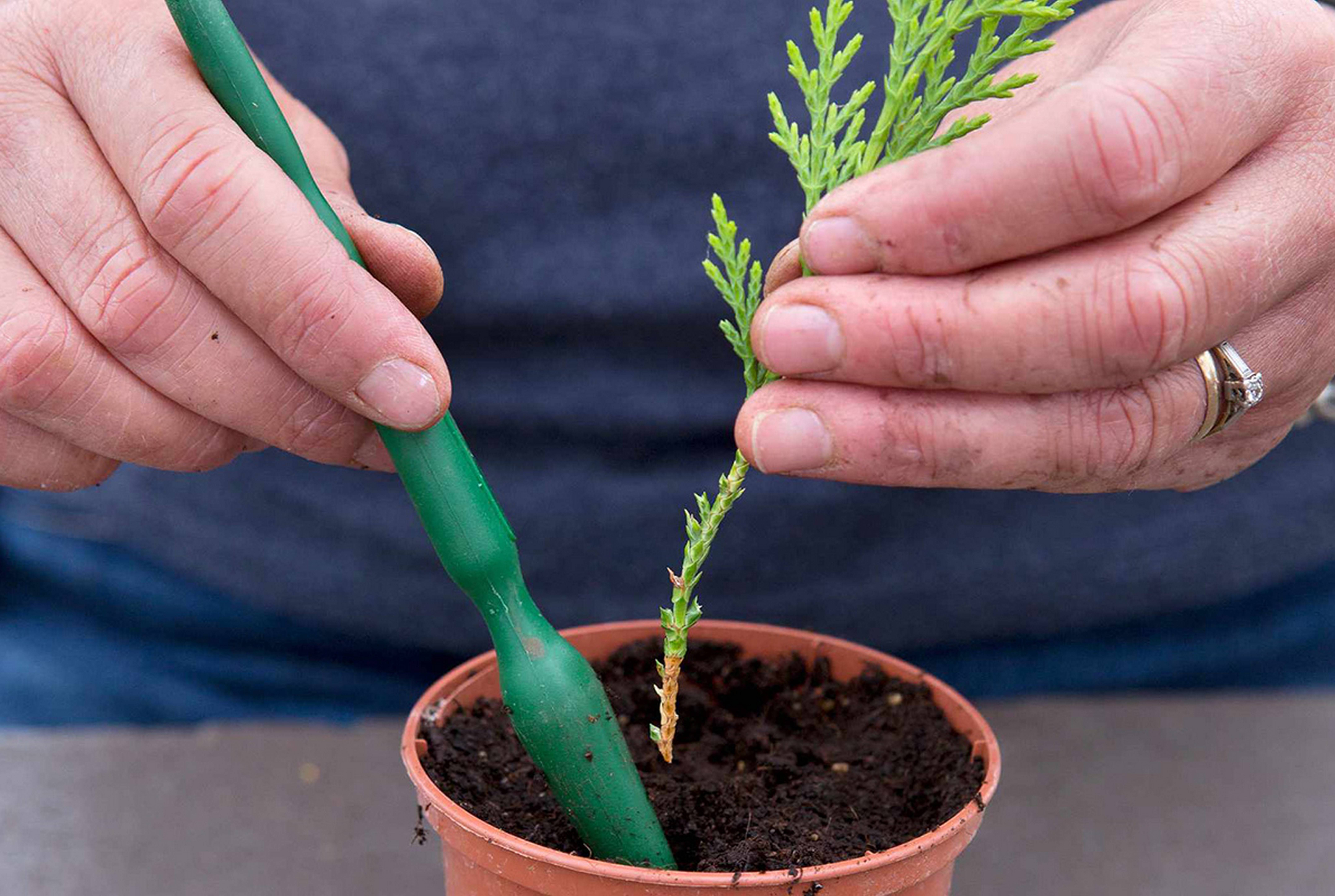 Самшит — уникальное вечнозеленое растение для вашего сада