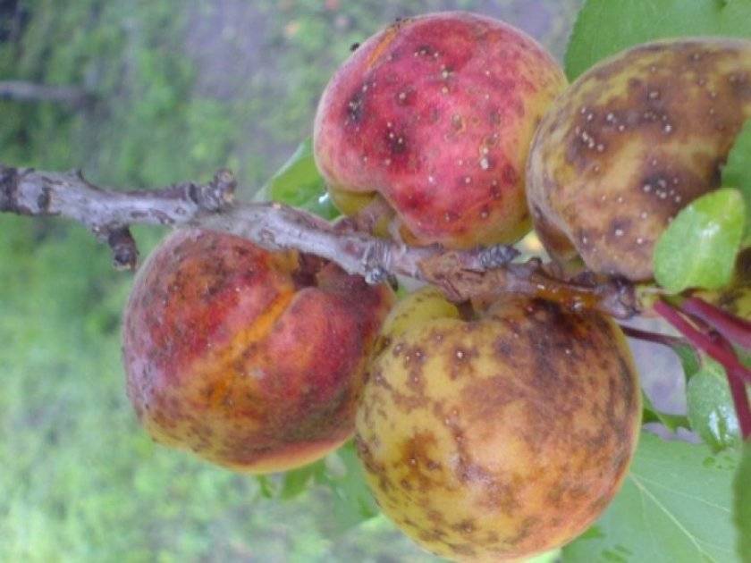 О болезнях абрикоса: почему дерево болеет, что делать, чем обработать, опрыскать