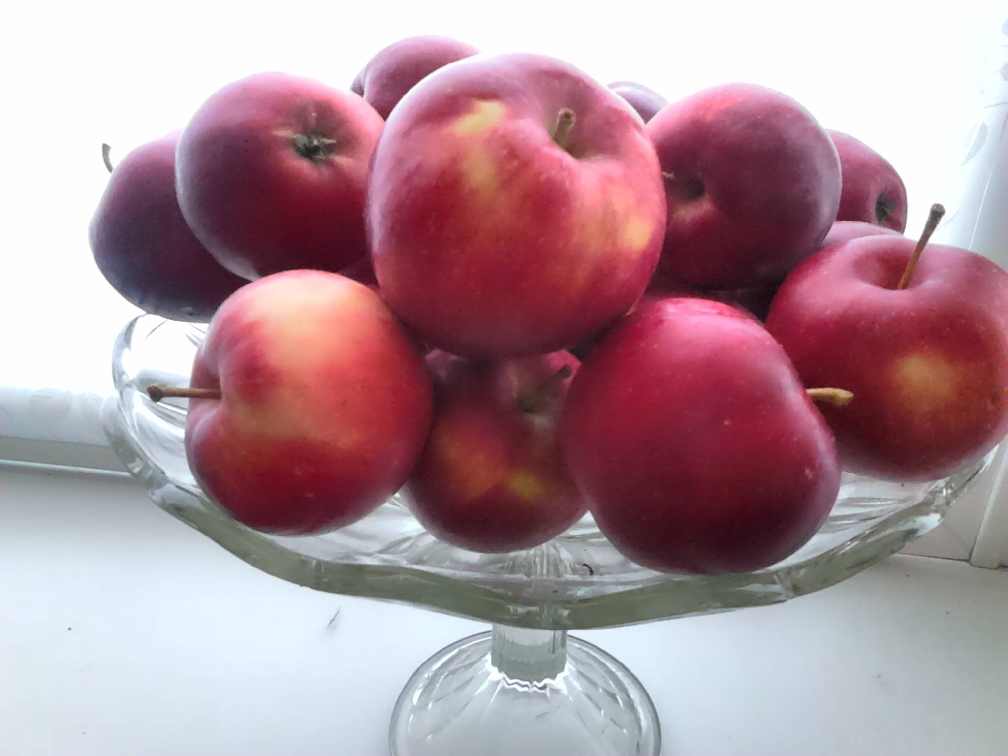Секреты выращивания яблони пепин шафранный — от посадки до хранения
