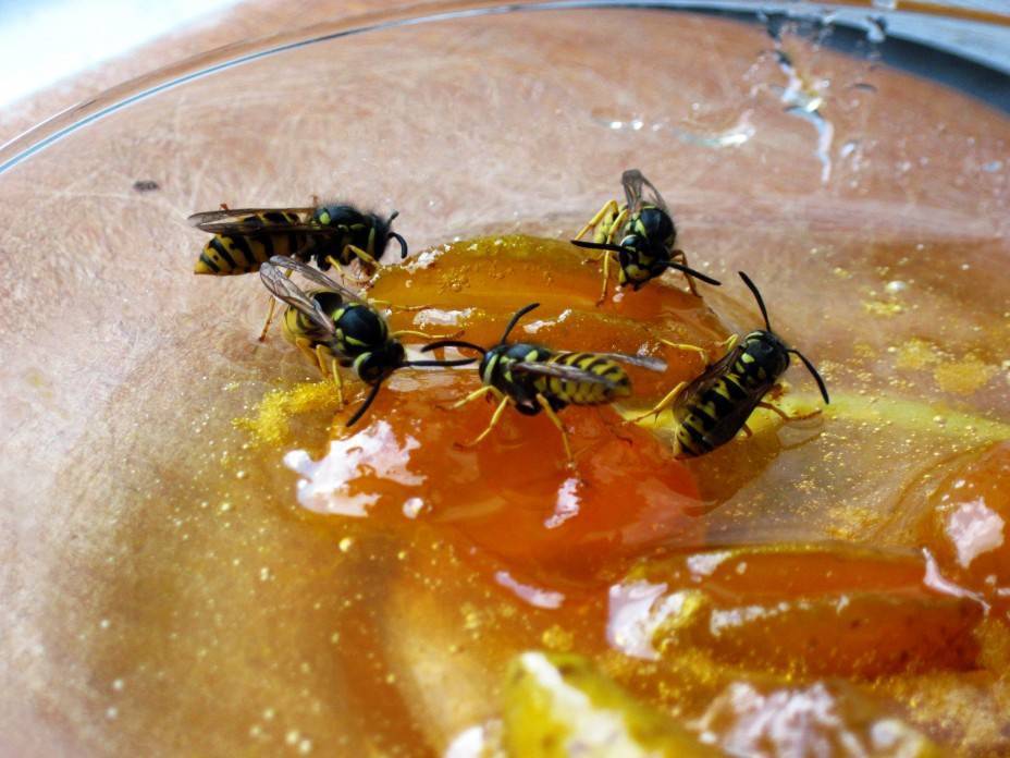 Разновидности пчелиного меда