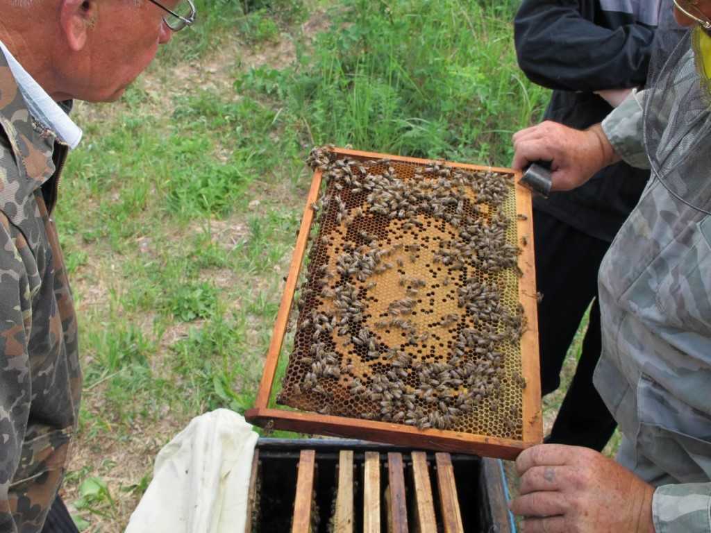 Замена маток в семьях пчел.как часто стоит проводить замену.