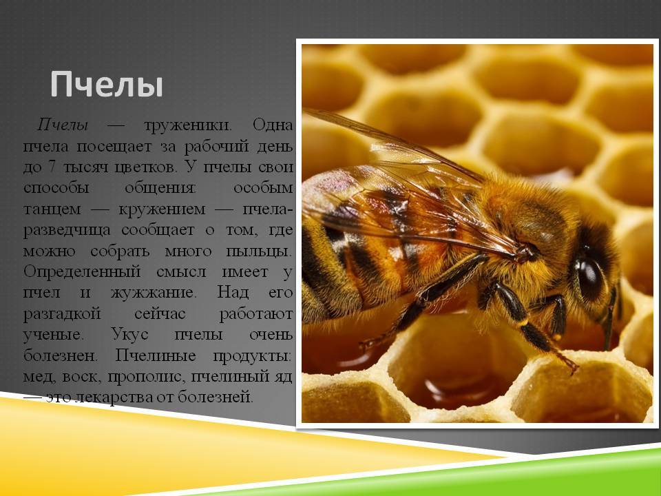 Спасители мира: 10 важных фактов о пчелах