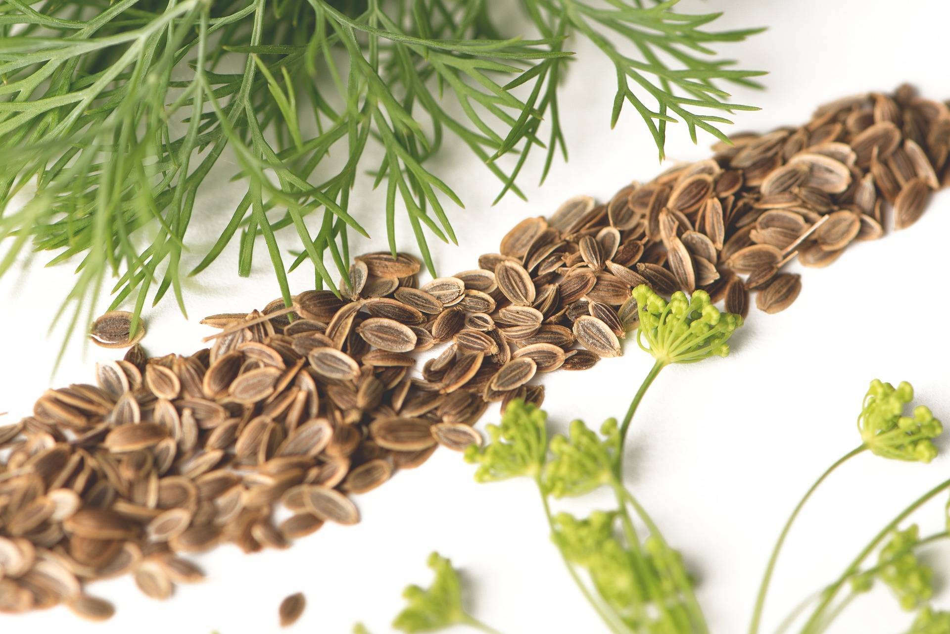 Семена укропа: лечебные свойства и противопоказания, рецепты народной медицины, отзывы