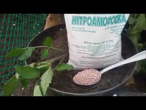 Нитрофоска: состав удобрения, применение, инструкция для томатов, огурцов