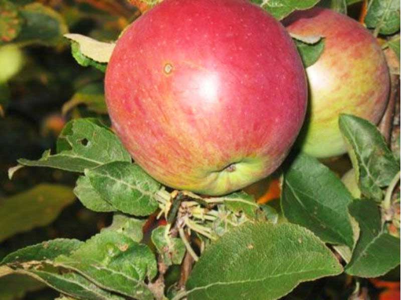 Описание сорта яблони лобо: фото и отзывы, посадка и уход