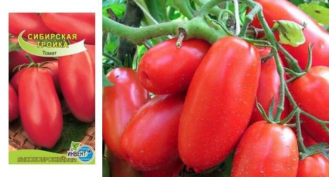 Томат сибирская тройка: описание сорта, отзывы, фото, урожайность | tomatland.ru