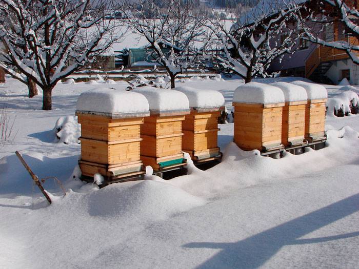 Пчеловодство зимой: как заботиться о пчелах?