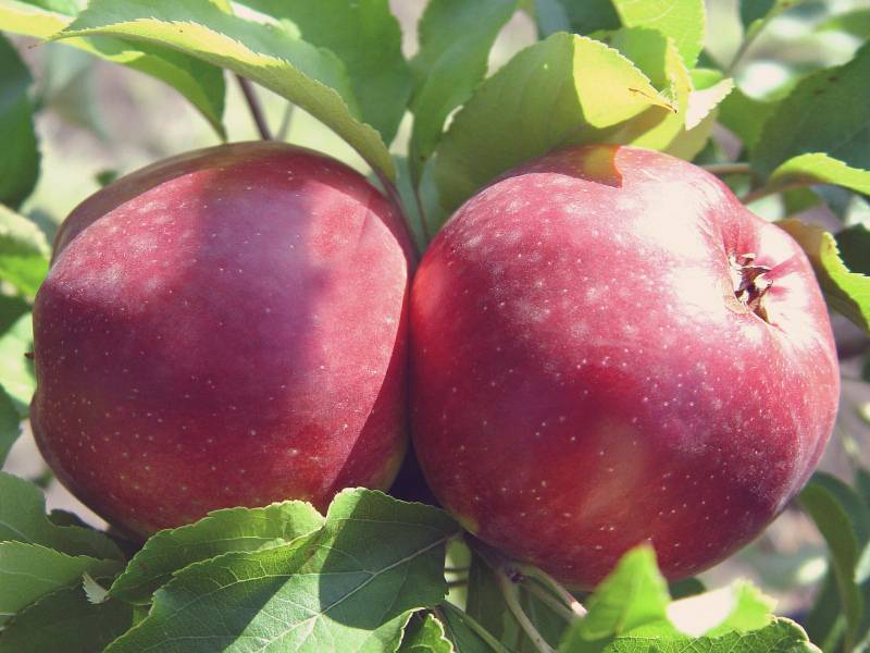 Яблоки универсального назначения — сорт беркутовский