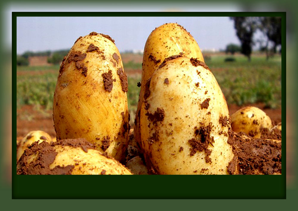 Картофель уладар: описание и характеристика, урожайность, вкусовые качества и его хранения, фото