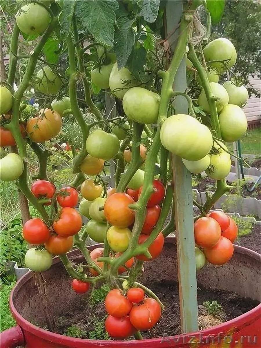 Выращивание томатов в открытом грунте: правильная технология - огород, сад, балкон
 - 25 февраля
 - 43647953445 - медиаплатформа миртесен