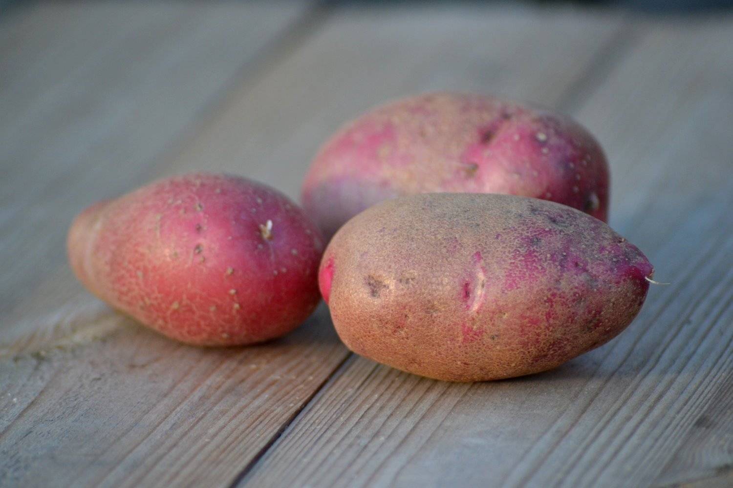 Картофель чародей: фото, описание сорта, выращивание и уход