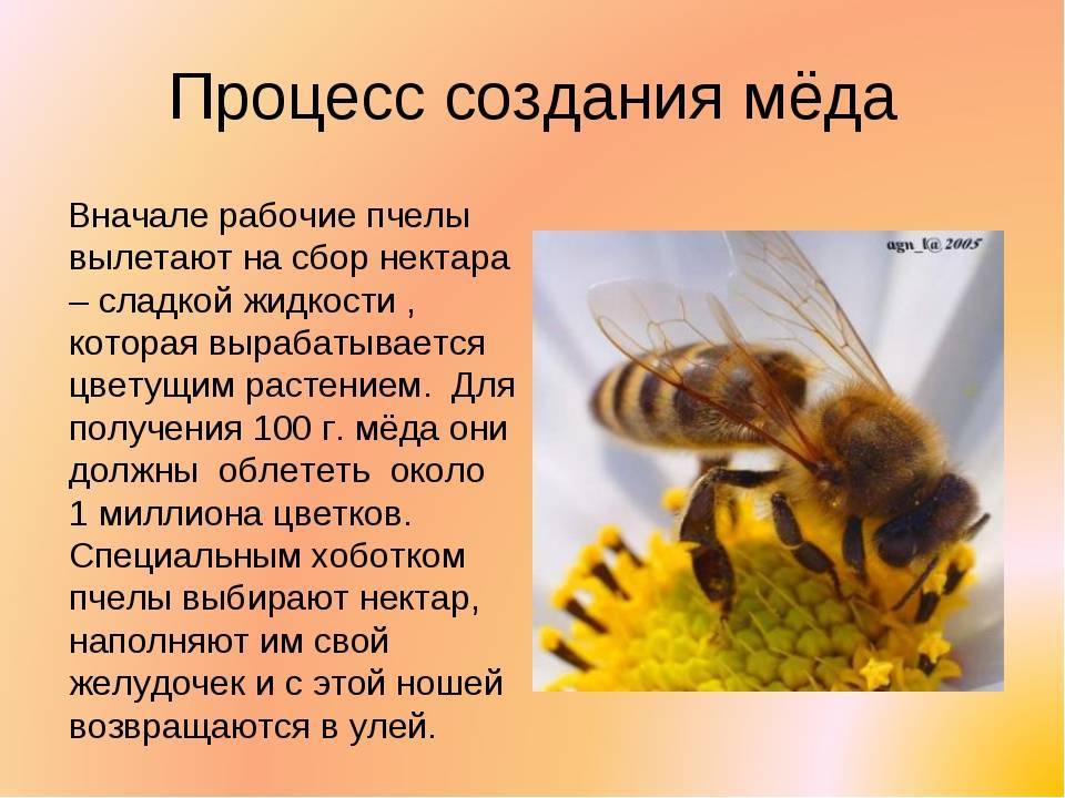 Для чего пчелы делают мед?. мир животных