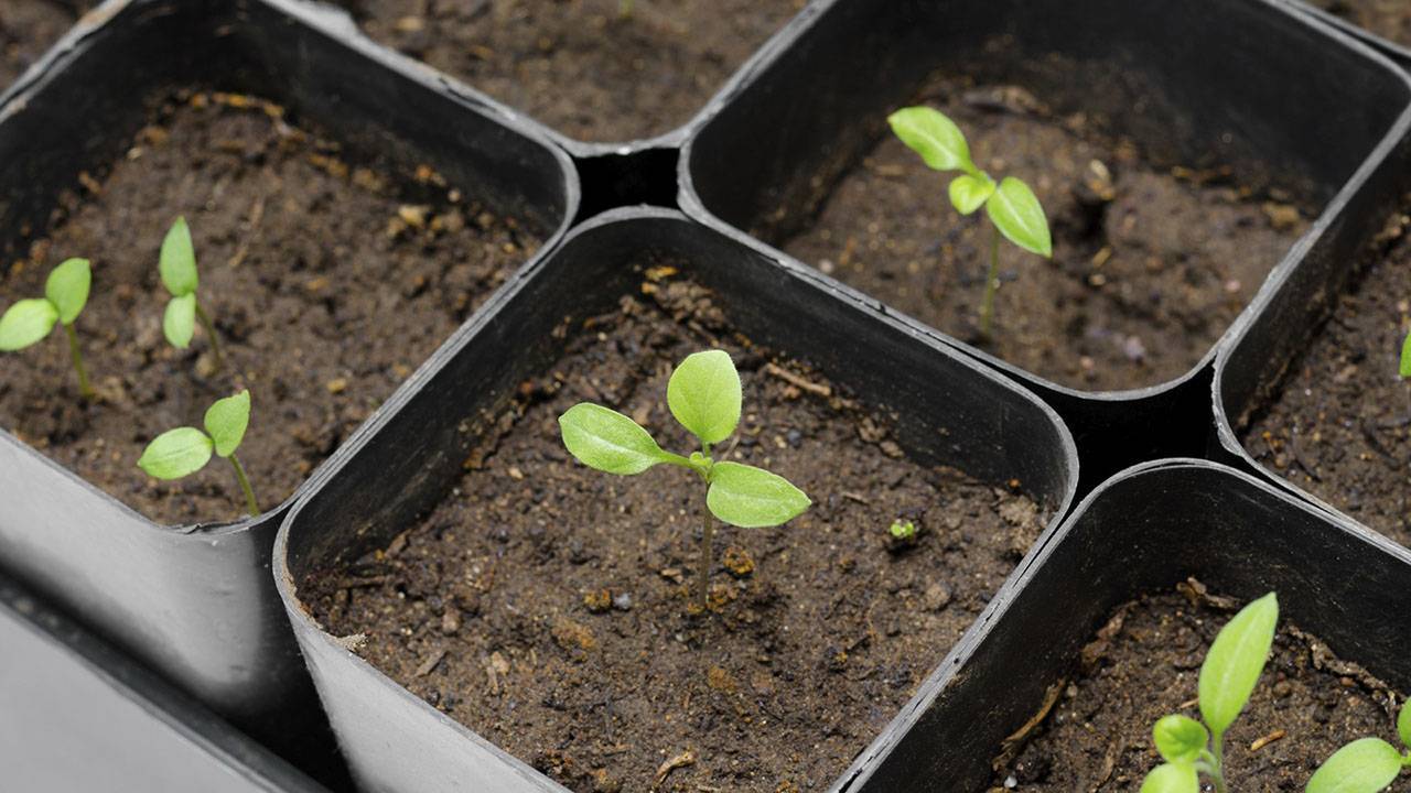 Баклажаны на рассаду в домашних условиях — как сеять и особенности выращивания