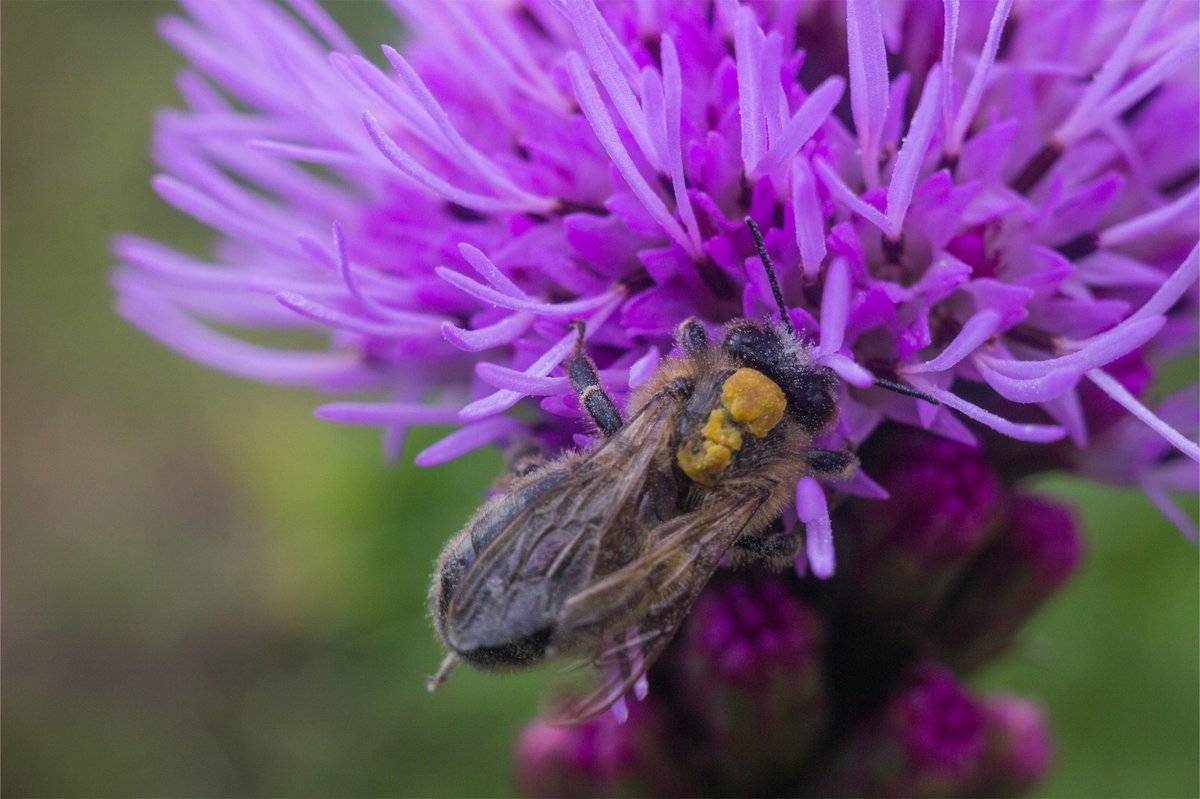Медоносный потенциал и численность семей пчел в республике крым