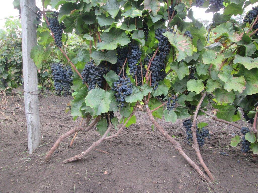 Виноград красотка - описание сорта, фото, отзывы