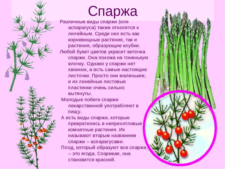 Выращиваем аспарагус (спаржу): ажурное чудо в домашних условиях