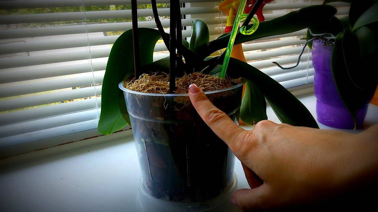 «детки» орхидеи: как и когда пересаживать в домашних условиях