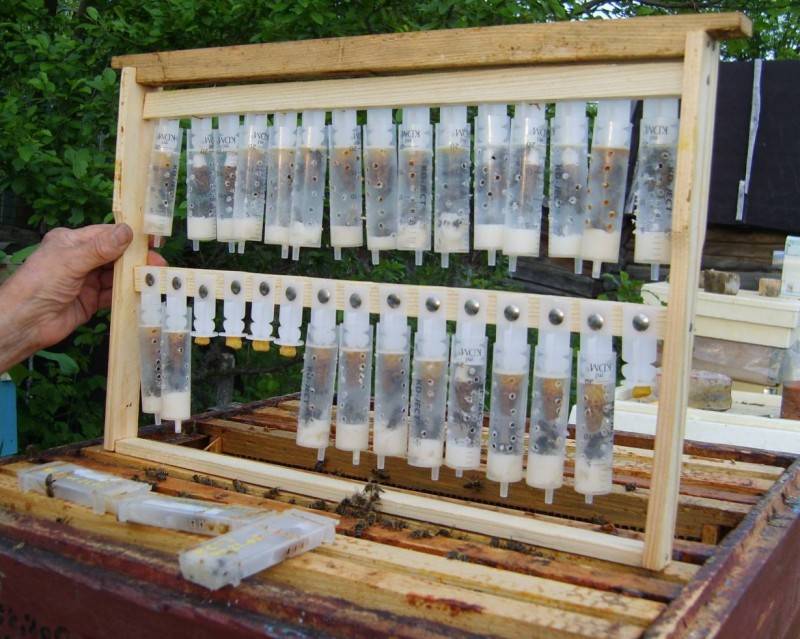 Вывод пчелиных маток на пасеке пчелохозяйство