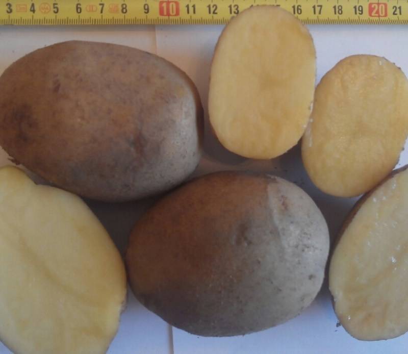 Сорт картофеля «уладар». характеристики