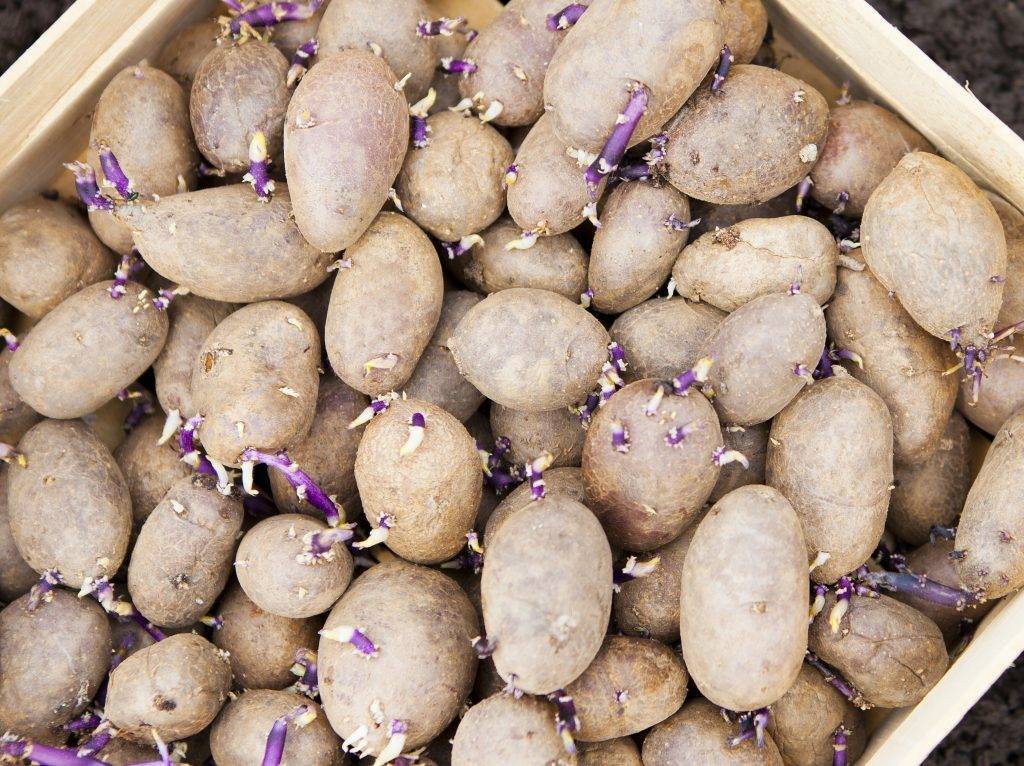 ᐉ как вырастить семена картофеля – полная технология
