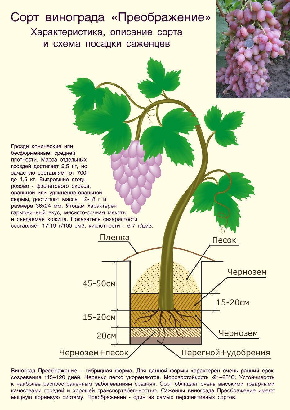 Сорт винограда монарх: описание и выращивание, уход, основные болезни и отзывы