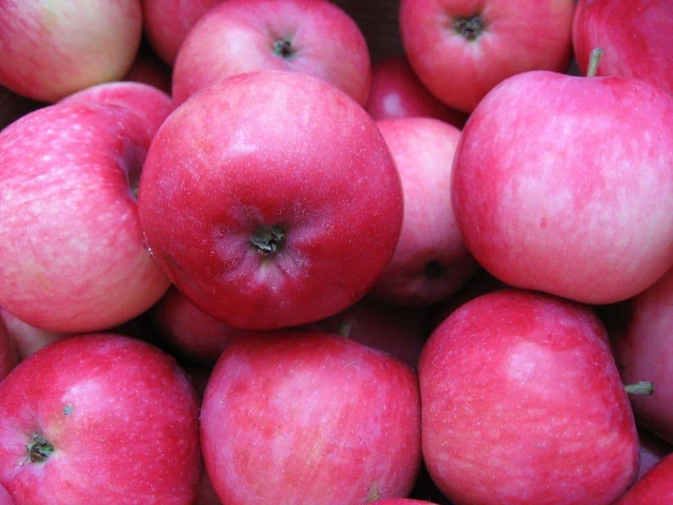 Яблоня мельба - описание урожайного сорта и особенности плодоношения
