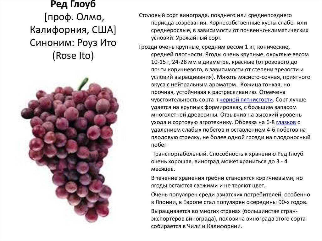 Виноград красень: фото, описание сорта, характеристика