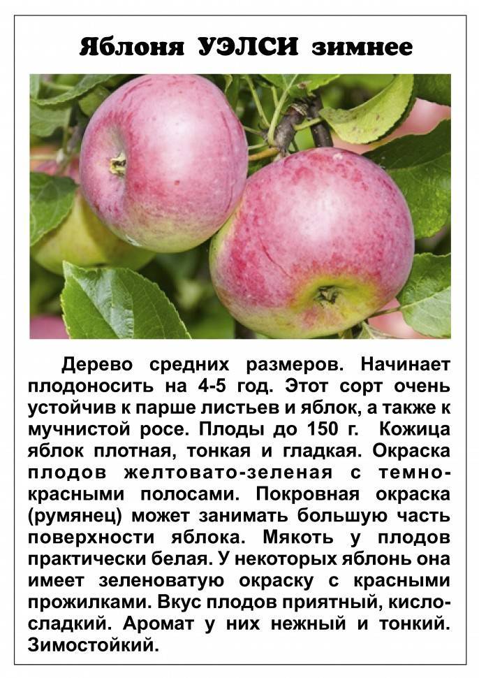 Яблоня "орлинка": подробное описание сорта и характеристики с фото selo.guru — интернет портал о сельском хозяйстве