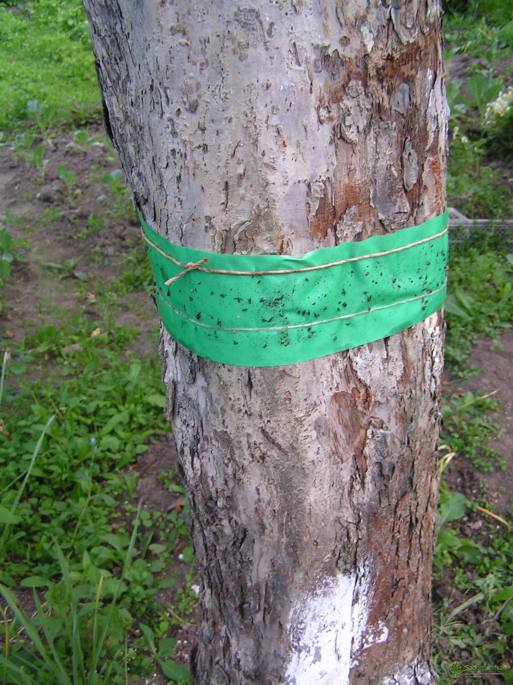 Ловчий пояс для деревьев своими руками: 5 вариантов надежной защиты от вредителей