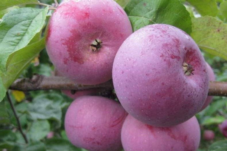 Яблоня алеся: характеристика и описание, особенности выращивание и ухода за деревом
