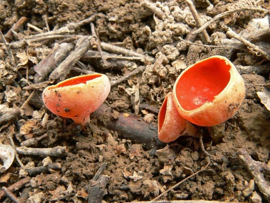 Весенние грибы (фото). как называются первые весенние грибы?