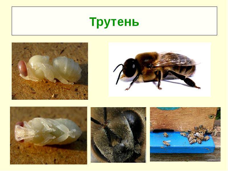 Трутень - это... пчелиный трутень: особенности строения, роль в пчелиной семье :: syl.ru