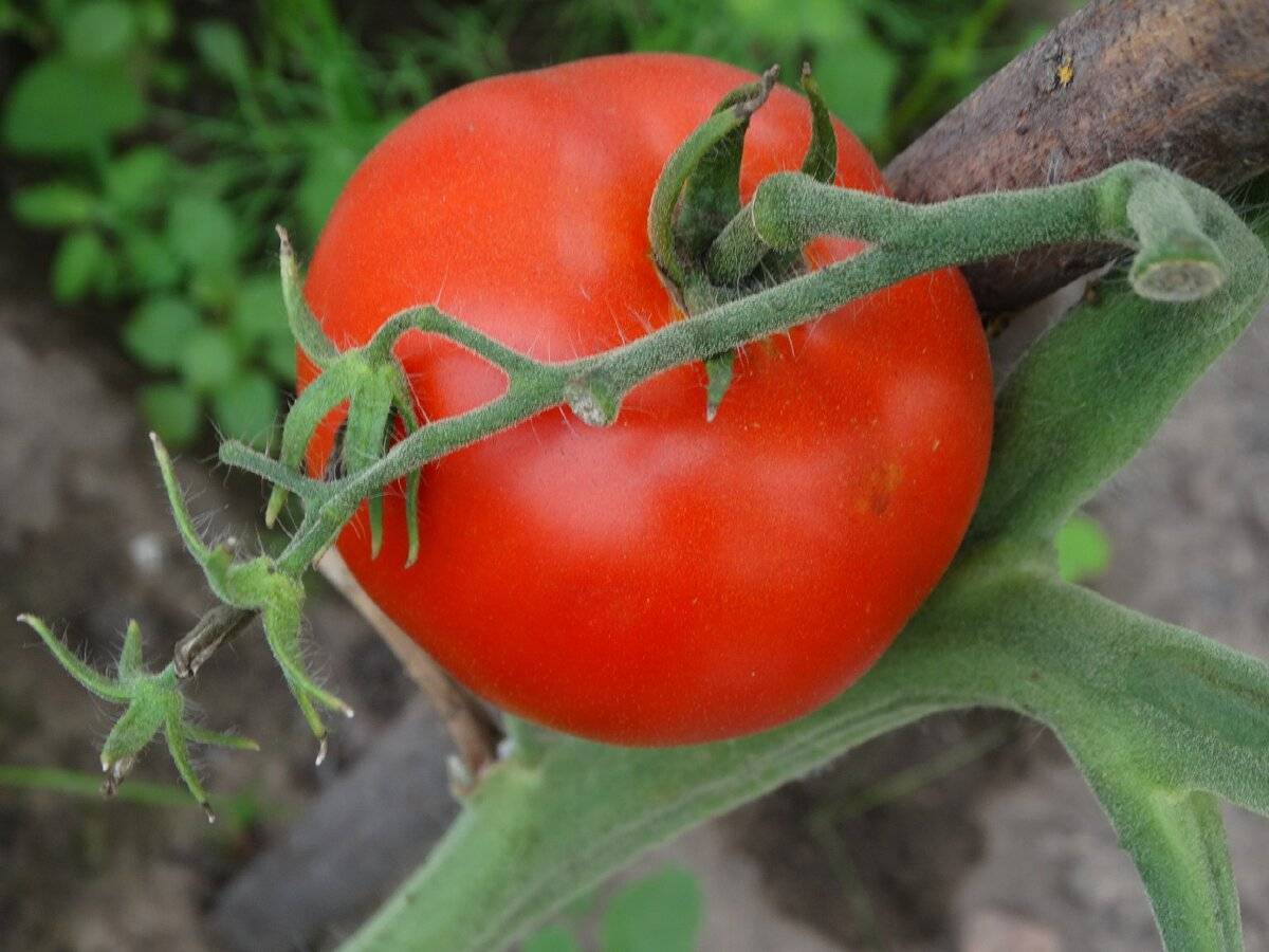 Наиболее приемлемые сорта помидоров для выращивания в донецкой харьковской и луганской области