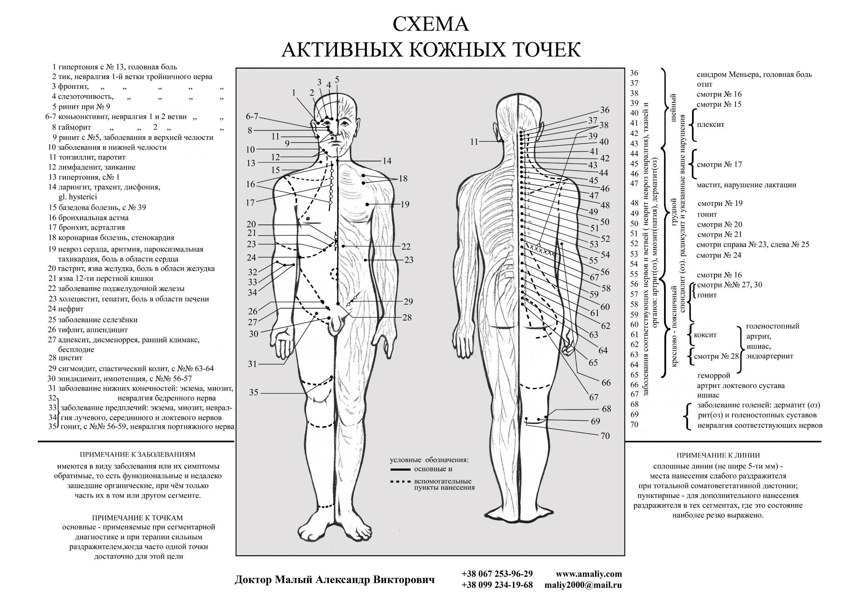 Подробные схемы точек ужаливания в апитерапии (в домашних условиях) | апитерапия.ru