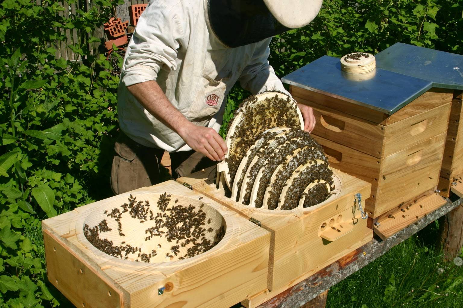 Колодное пчеловодство: новый взгляд разборная колода