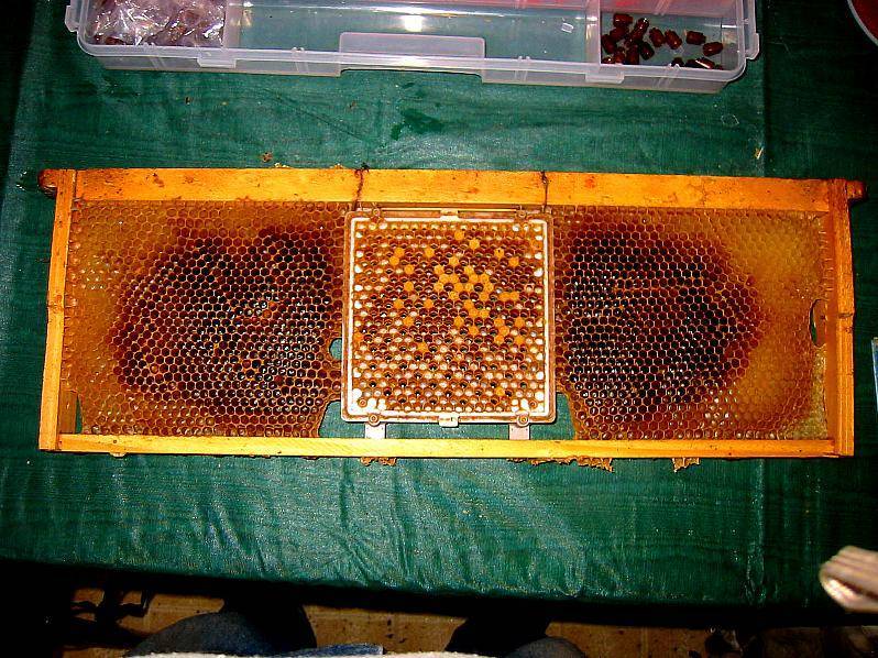 Вывод пчелиных маток. 500 советов пчеловоду