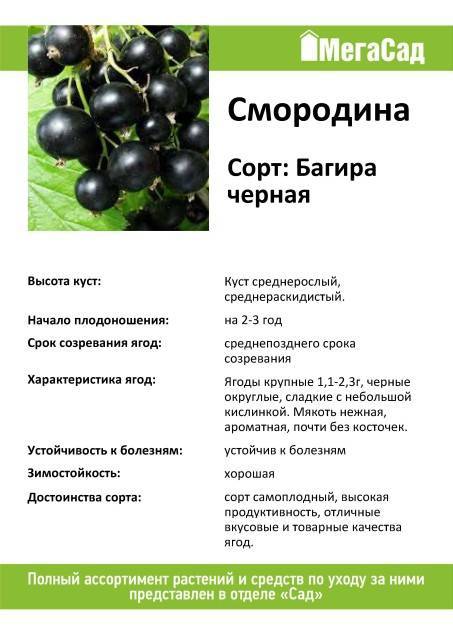 Смородина черный жемчуг - описание сорта фото отзывы