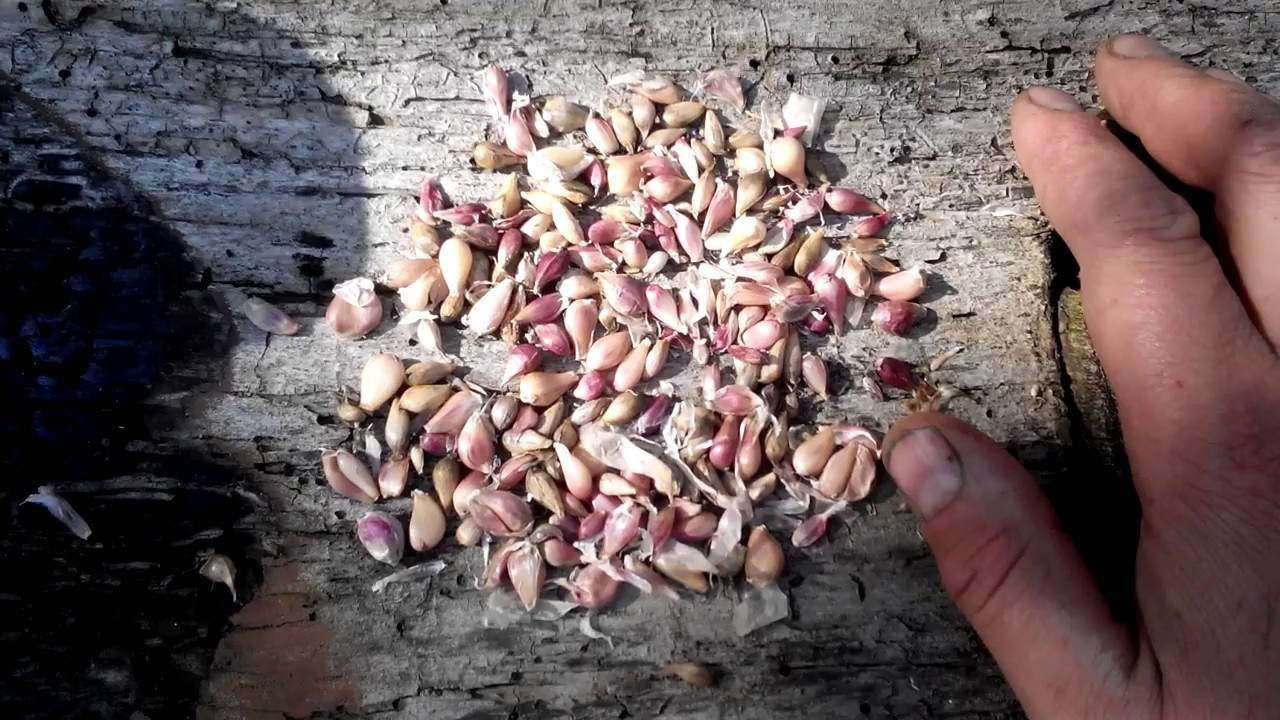 Выращивание чеснока посадкой бульбочками: когда сажать весной и осенью |
