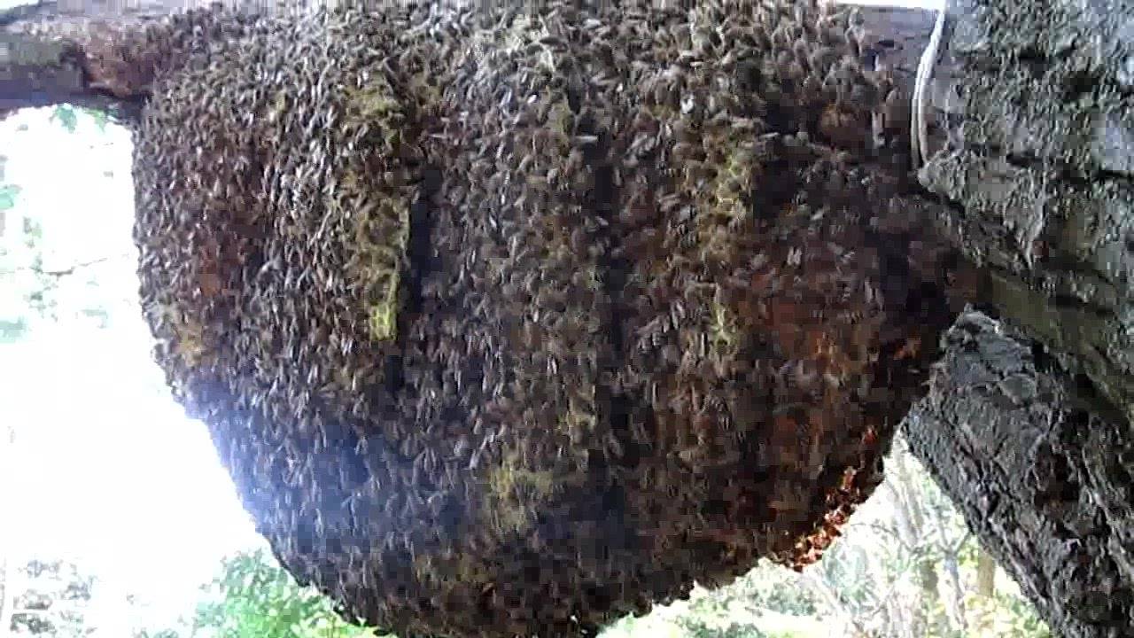 Как остановить роение пчел: предупреждение, методы управления, сроки