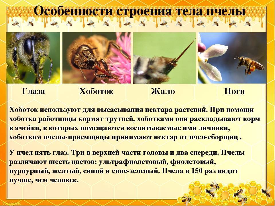 Пчелы: разновидности пчел, размножение, производство меда, факты о пчелах - информация про животных