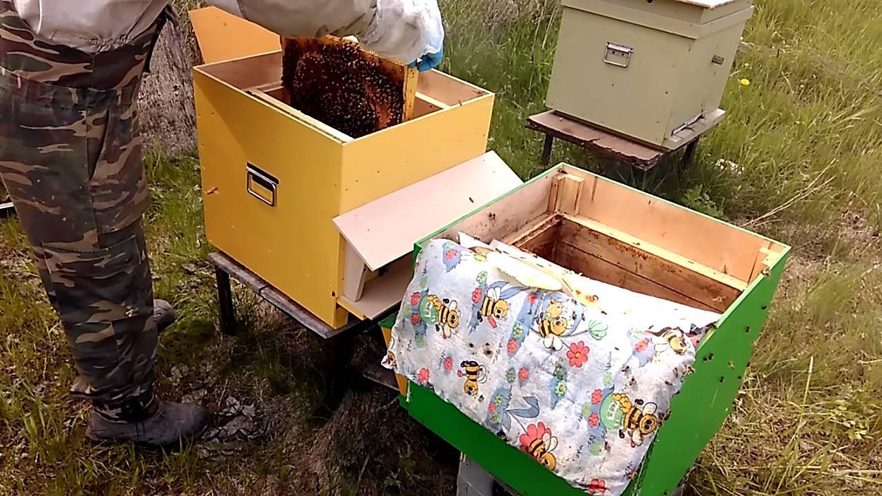 Пересадка пчелопакетов в ульи: видео, как правильно пересадить пчелопакет рамочный и безрамочный