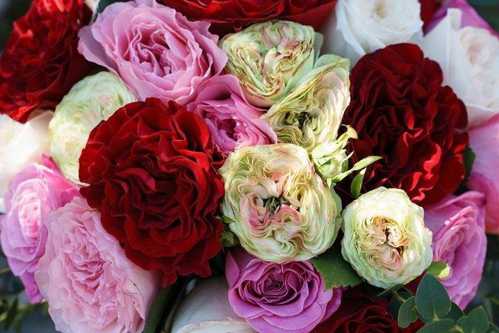Пионовидные розы: характеристики, названия, описания сортов, фото | qlumba.com