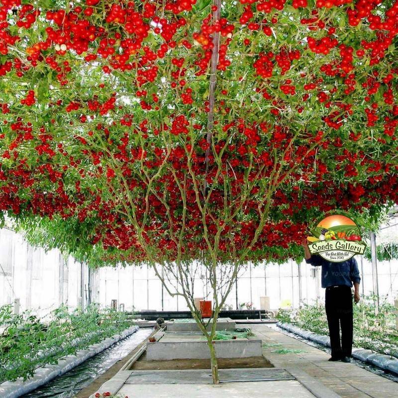 Помидорное дерево тамарилло: знакомимся – удивляемся – и выращиваем - огород, сад, балкон
                                             - 28 мая
                                             - 43007221014 - медиаплатформа миртесен