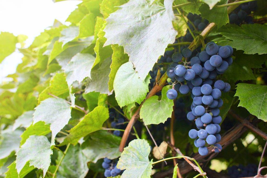 Виноград агат донской – все этапы выращивания + видео
