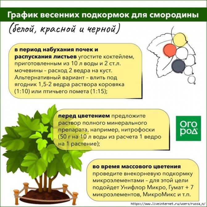 Йошта — описание полезных свойств и биологических особенностей растения, фото ягод