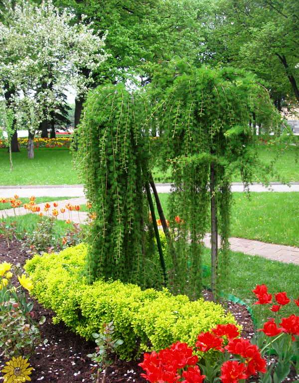 Деревья с плакучей формой кроны в ландшафтном дизайне сада
