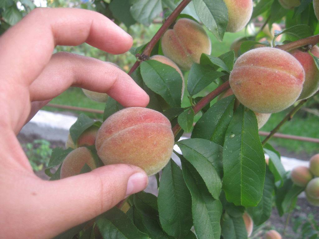 Персик в средней полосе россии: посадка и уход, 13 лучших сортов для выращивания