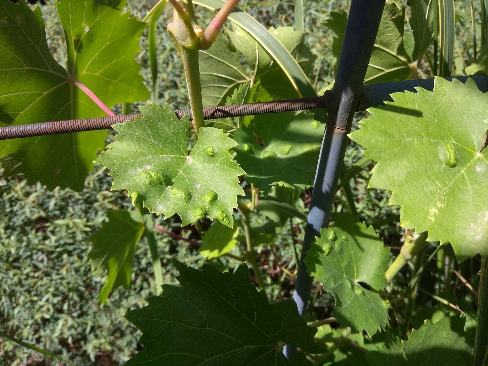 Виды клещей на винограде и методы борьбы с ними